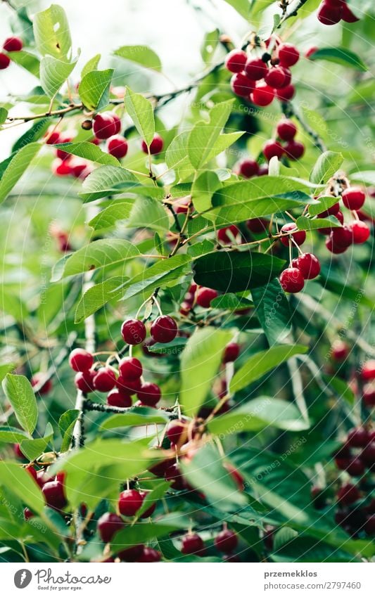 Nahaufnahme von reifen roten Kirschbeeren am Baum zwischen grünen Blättern Frucht Sommer Garten Natur Blatt authentisch frisch lecker Ackerbau Beeren Kirsche