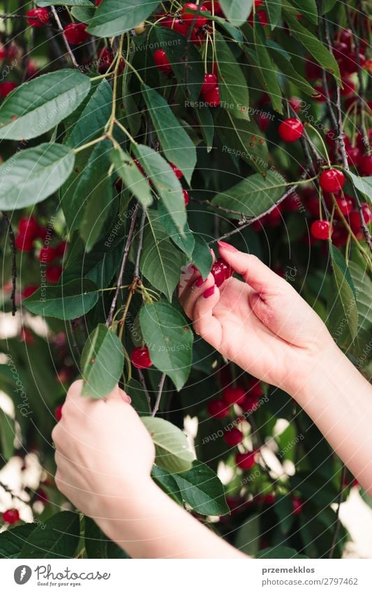 Frau beim Pflücken von Kirschbeeren vom Baum Frucht Sommer Garten Erwachsene Hand Natur Blatt authentisch frisch lecker grün rot Ackerbau Beeren Kirsche