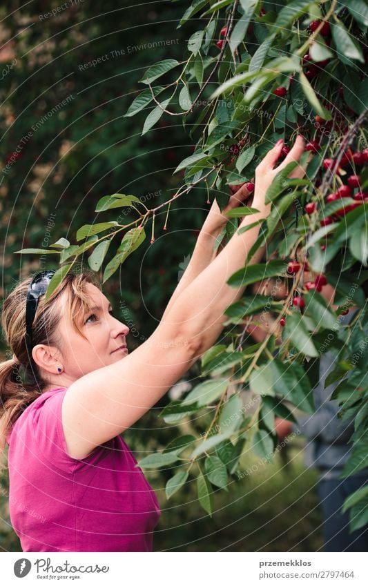 Frau beim Pflücken von Kirschbeeren vom Baum Frucht Sommer Garten Erwachsene Hand 1 Mensch 30-45 Jahre Natur Blatt authentisch frisch lecker grün rot Ackerbau