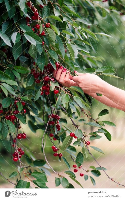 Frau beim Pflücken von Kirschbeeren vom Baum Frucht Sommer Garten Erwachsene Hand Natur Blatt authentisch frisch lecker grün rot Ackerbau Beeren Kirsche