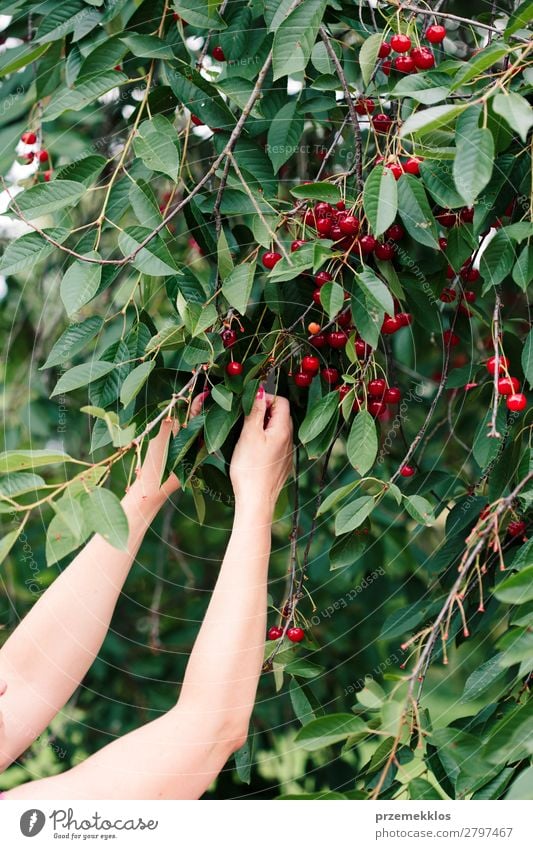 Frau beim Pflücken von Kirschbeeren vom Baum Frucht Sommer Garten Erwachsene Hand Natur Blatt authentisch frisch lecker grün rot Ackerbau Beeren Kirsche