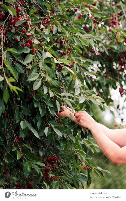 Frau beim Pflücken von Kirschbeeren vom Baum Frucht Sommer Garten Erwachsene Hand Natur Blatt authentisch frisch lecker grün rot Ackerbau Beeren Kirsche