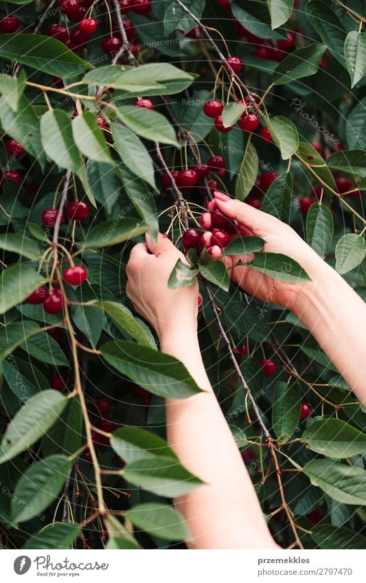 Frau beim Pflücken von Kirschbeeren vom Baum Frucht Sommer Garten Erwachsene Hand Natur Blatt authentisch frisch lecker grün rot Ackerbau Beeren Kirsche