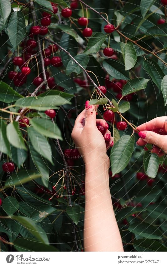 Frau beim Pflücken von Kirschbeeren vom Baum Frucht Sommer Garten Erwachsene Hand Natur Blatt authentisch frisch lecker grün rot Ackerbau Beeren Kirsche