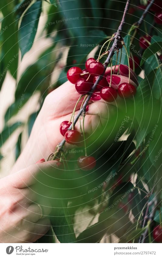 Frau beim Pflücken von Kirschbeeren vom Baum Frucht Sommer Garten Erwachsene Hand Natur Blatt authentisch frisch lecker grün rot Ackerbau Beeren Kirsche