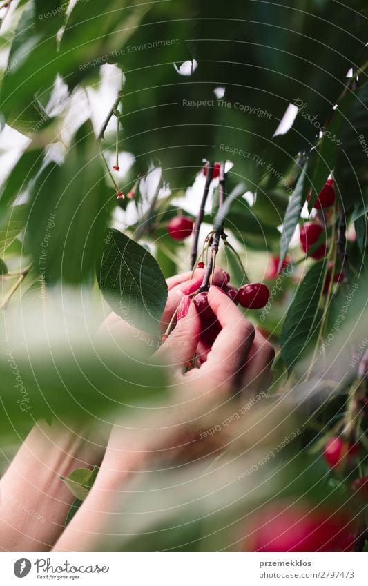 Frau beim Pflücken von Kirschbeeren vom Baum Frucht Sommer Garten Erwachsene Hand Natur Blatt authentisch frisch lecker grün rot Ackerbau Beeren Kirsche