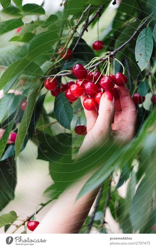 Frau beim Pflücken von Kirschbeeren vom Baum Frucht Sommer Garten Erwachsene Hand Natur Blatt authentisch frisch lecker grün rot Ackerbau Beeren Kirsche