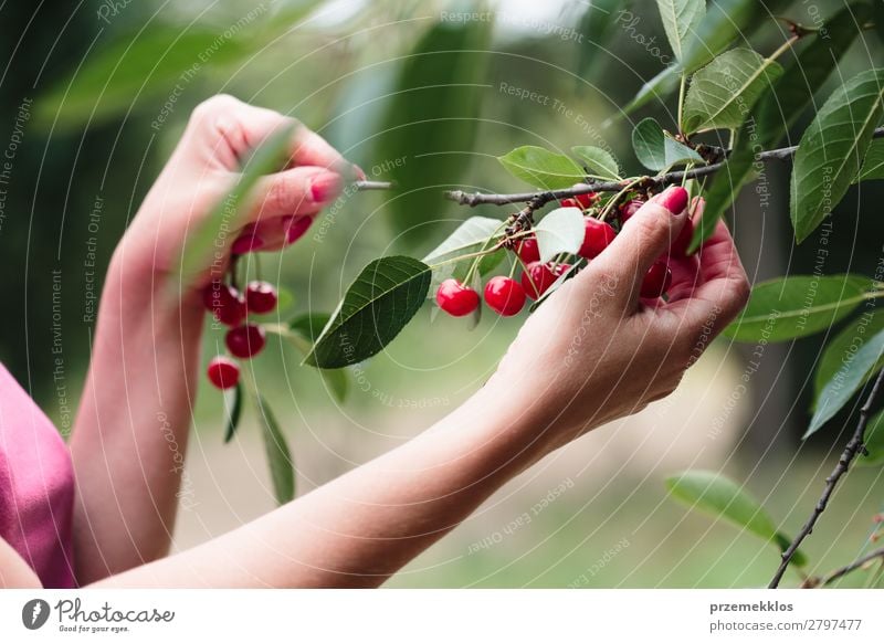 Frau beim Pflücken von Kirschbeeren vom Baum Frucht Sommer Garten Erwachsene Hand Natur Blatt authentisch frisch lecker grün rot Ackerbau Beeren Kirsche