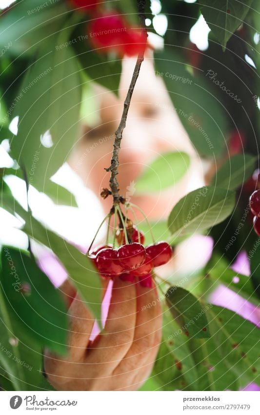 Frau beim Pflücken von Kirschbeeren vom Baum Frucht Sommer Garten Erwachsene Hand Natur Blatt authentisch frisch lecker grün rot Ackerbau Beeren Kirsche