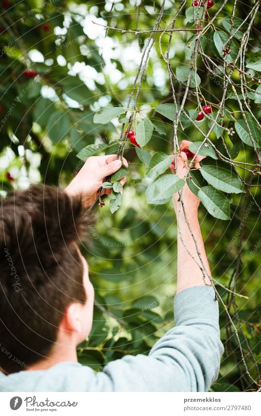 Junger Mann pflückt Kirschenbeeren vom Baum Frucht Sommer Garten Arbeit & Erwerbstätigkeit Erwachsene Hand Natur Blatt authentisch frisch lecker grün rot