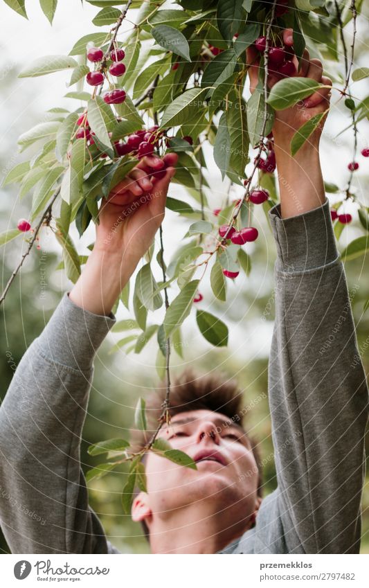 Junger Mann pflückt Kirschenbeeren vom Baum Frucht Sommer Garten Arbeit & Erwerbstätigkeit Erwachsene Hand Natur Blatt authentisch frisch lecker grün rot