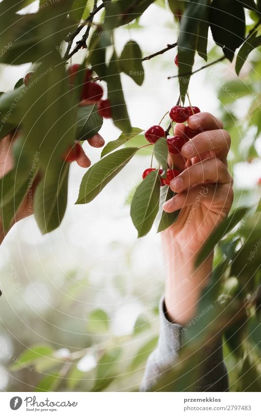 Junger Mann pflückt Kirschenbeeren vom Baum Frucht Sommer Garten Arbeit & Erwerbstätigkeit Erwachsene Hand Natur Blatt authentisch frisch lecker grün rot