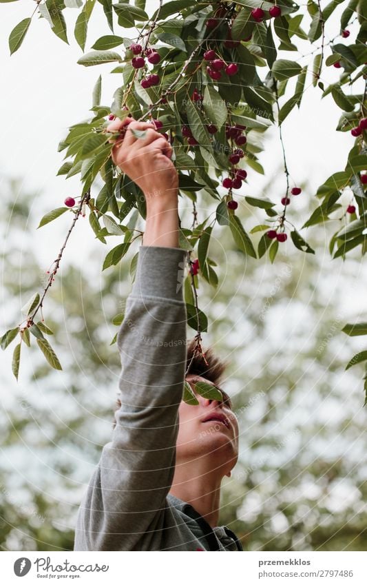 Junger Mann pflückt Kirschenbeeren vom Baum Frucht Sommer Garten Arbeit & Erwerbstätigkeit Erwachsene Hand Natur Blatt authentisch frisch lecker grün rot