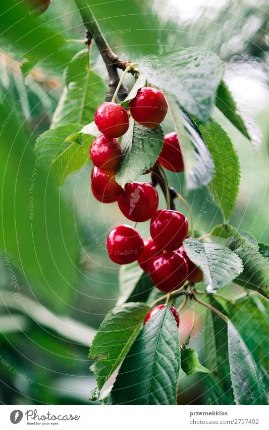 Nahaufnahme von reifen roten Kirschbeeren am Baum zwischen grünen Blättern Frucht Sommer Garten Natur Blatt authentisch frisch lecker Ackerbau Beeren Kirsche