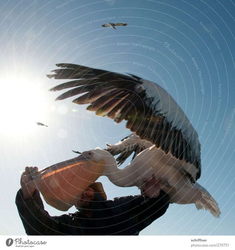 Meins Meins Meins! Mensch maskulin 1 Tier Wildtier Vogel fliegen füttern Appetit & Hunger Gier Fingerfood Fisch Pelikan Möwe Fressen flattern Flügel Schnabel