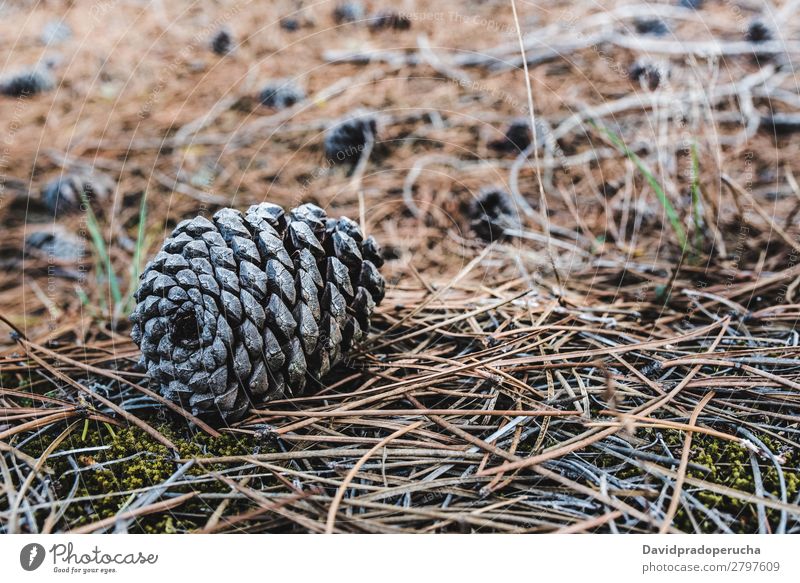 Nadelbäume, die auf trockenen Pinienblättern auf dem Boden sitzen. Kiefernzapfen Konifere Holz Blatt regenarm Jahreszeiten Zapfen Umwelt Pflanze Baum Natur Wald