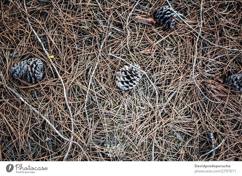 Nadelbäume, die auf trockenen Pinienblättern auf dem Boden sitzen. Kiefernzapfen Konifere Holz Blatt regenarm Jahreszeiten Zapfen Umwelt Pflanze Baum Natur Wald