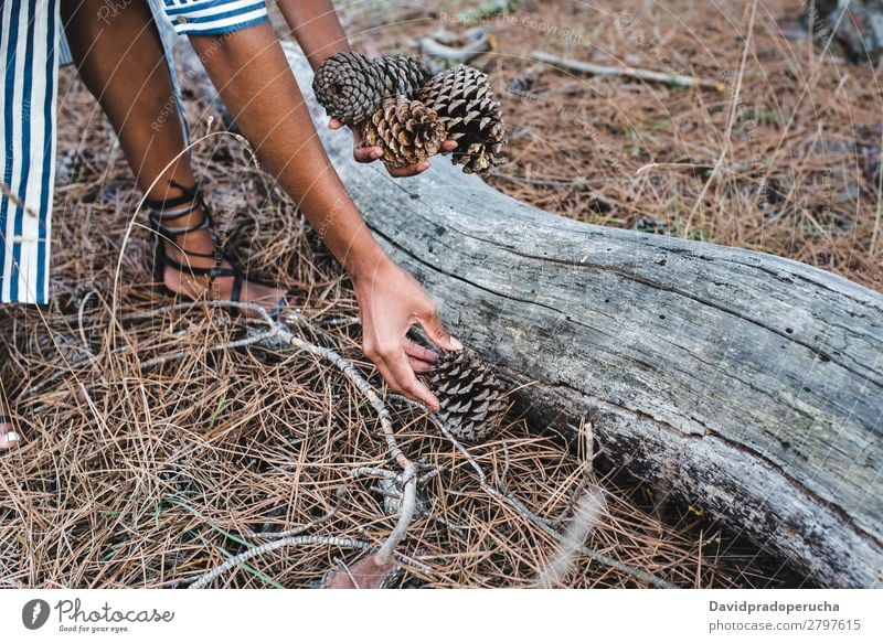 Frau, die Nadelbäume in der Nähe eines großen Baumstammes aufhebt. urwüchsig Kiefernzapfen Wald Konifere Holz schwarz Blatt regenarm Jahreszeiten Feldfrüchte