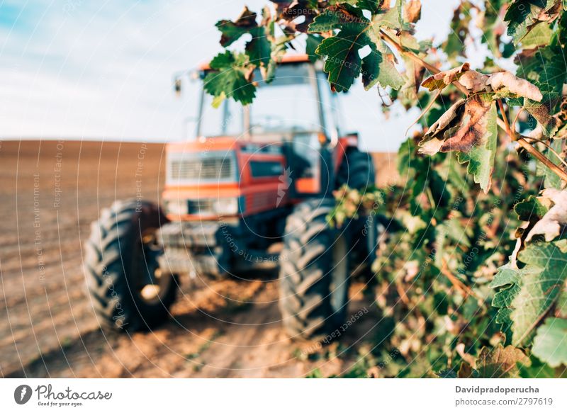 Traktor in einem Weinberg Maschine Verkehr Natur Feld Produktion Landwirtschaft ländlich Bauernhof Lokomotive Rad Weingut Ernte Sommer Hintergrundbild Himmel