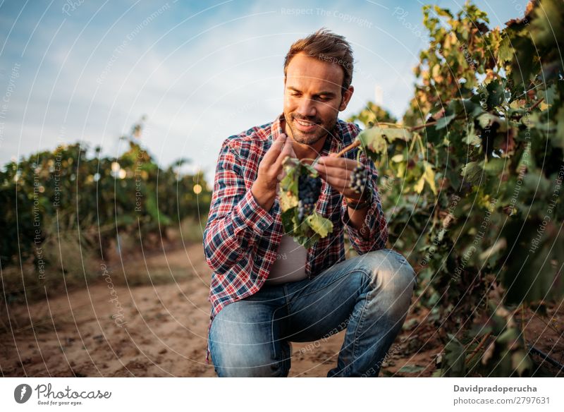 Junger Mann beim Schnappen einer Traube in einem Weinberg Weingut Weintrauben organisch Haufen Anhäufung Ernte Landwirtschaft grün weiß ländlich Verkostung