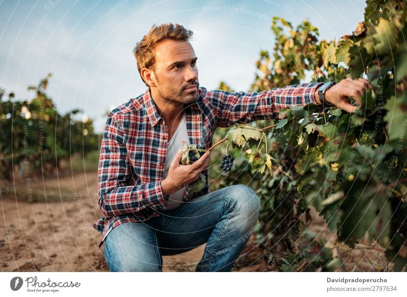 Junger Mann beim Schnappen einer Traube in einem Weinberg Weingut Weintrauben organisch Haufen Anhäufung Ernte Landwirtschaft grün weiß ländlich Verkostung