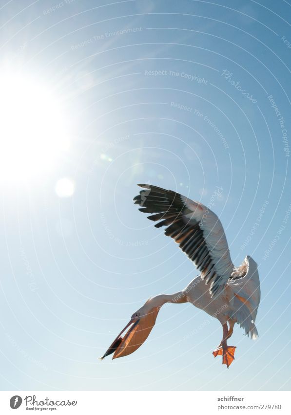 Fliegenfischfischer Wolkenloser Himmel Sonne Tier Wildtier Vogel Fisch 2 fliegen flattern Fressen fangen Fischfutter Hering Pelikan Sonnenlicht