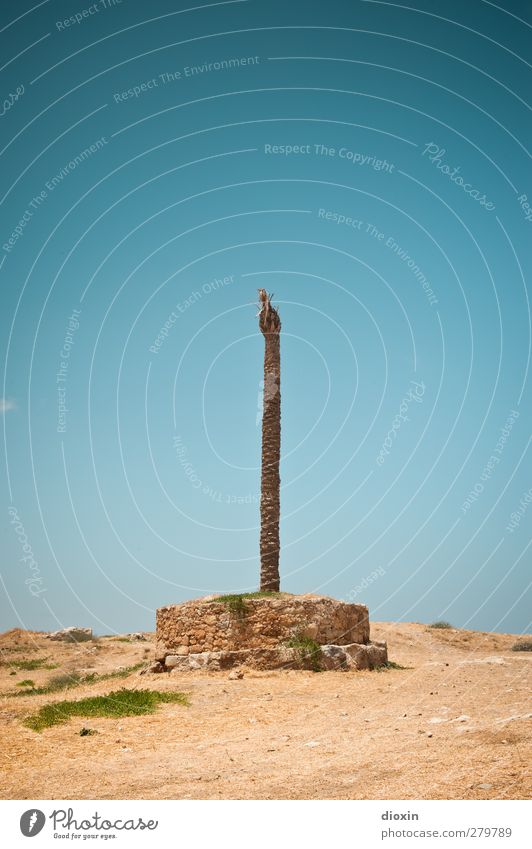 Exsikkose Ferien & Urlaub & Reisen Tourismus Abenteuer Ferne Umwelt Natur Erde Sand Himmel Wolkenloser Himmel Sonnenlicht Sommer Klima Klimawandel Wetter