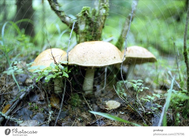 Pilze Umwelt Natur Landschaft Pflanze Erde Schönes Wetter Baum Gras Moos Wildpflanze Wiese Duft frisch natürlich wild Idylle Wachstum Zusammenhalt Wildnis