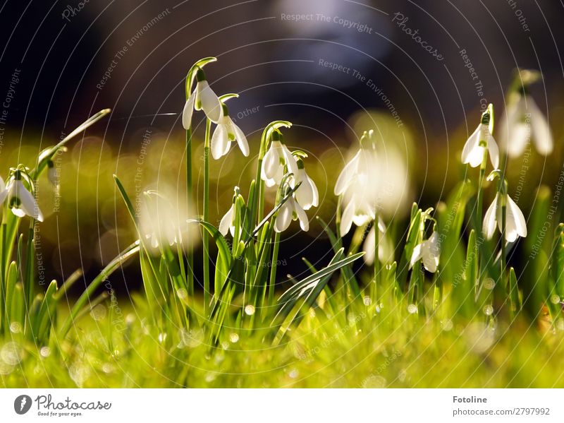 Glöckchen Umwelt Natur Landschaft Pflanze Frühling Blume Gras Blüte Garten Park Wiese hell nah natürlich schön Wärme braun grün weiß Schneeglöckchen Frühblüher