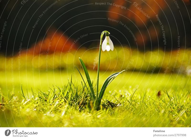 Ganz allein Umwelt Natur Landschaft Pflanze Frühling Blume Gras Garten Park Wiese elegant hell natürlich schön Wärme braun grün weiß Frühblüher Frühlingsgefühle