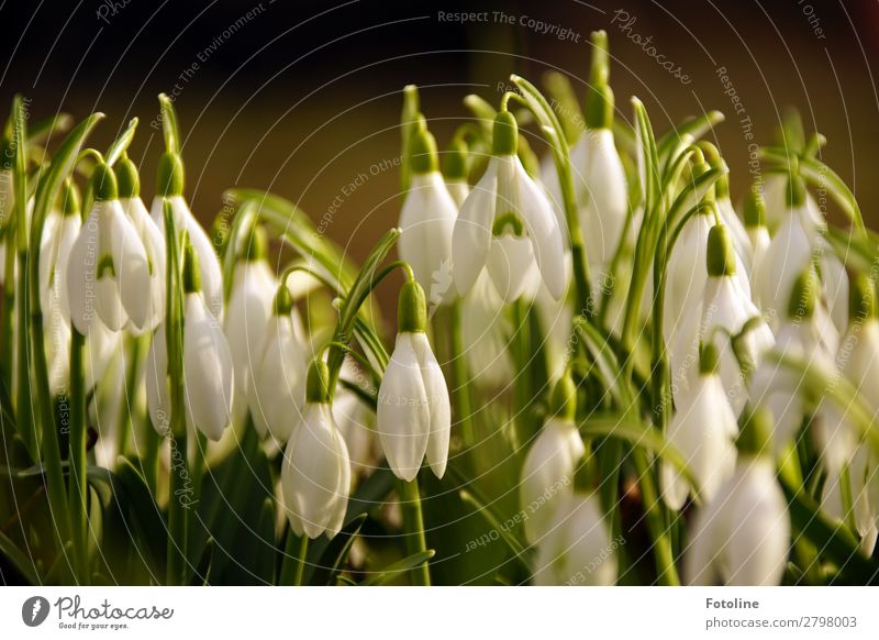 Gedrängel Umwelt Natur Landschaft Pflanze Frühling Blume Blüte Garten Park frisch hell natürlich grün weiß Frühlingsgefühle Frühlingsblume Frühblüher