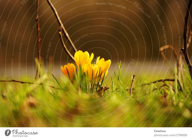 Hallo Frühling Umwelt Natur Landschaft Pflanze Blume Blüte Garten Park Wiese frisch hell natürlich Wärme braun gelb grün Frühblüher Frühlingsgefühle