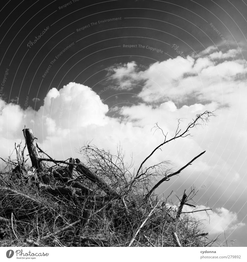 nach dir ... Umwelt Natur Himmel Klima Klimawandel Schönes Wetter Dürre Baum Beratung Einsamkeit Ende Endzeitstimmung Misserfolg ruhig stagnierend Tod