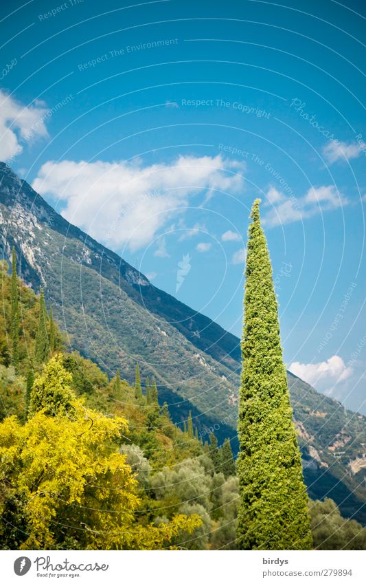 männlich I Stehvermögen Natur Landschaft Pflanze Himmel Wolken Sommer Schönes Wetter Zypresse Berge u. Gebirge Südtirol stehen ästhetisch authentisch natürlich