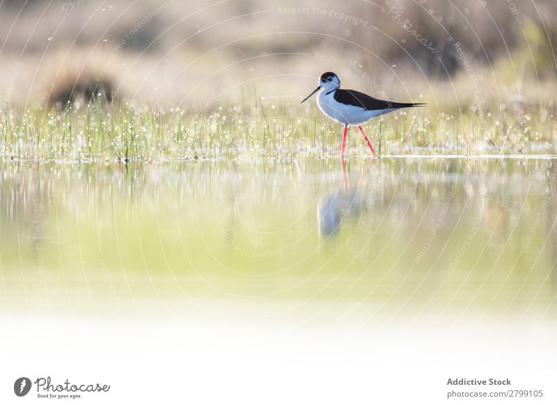 Wildvogel auf dem Wasser wandelnd Vogel wild Stelzenläufer belena lagune Guadalajara Spanien laufen Sonnenstrahlen Gras grün Wetter Natur Tier Tierwelt Schnabel