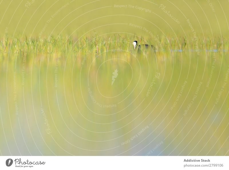 Wildblässhuhn Vogel schwimmend auf dem Wasser wild Blässhuhn belena lagune Guadalajara Spanien Schwimmsport Gras grün Tauchkäfig Wetter Natur Tier Tierwelt