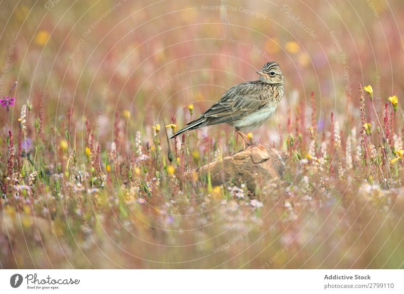 Wildhaubenlerchenvogel auf Felsen zwischen den Pflanzen Vogel wild belena lagune Haubenlerche Guadalajara Spanien Gras Ast gelb grün Wetter Natur Tier Tierwelt