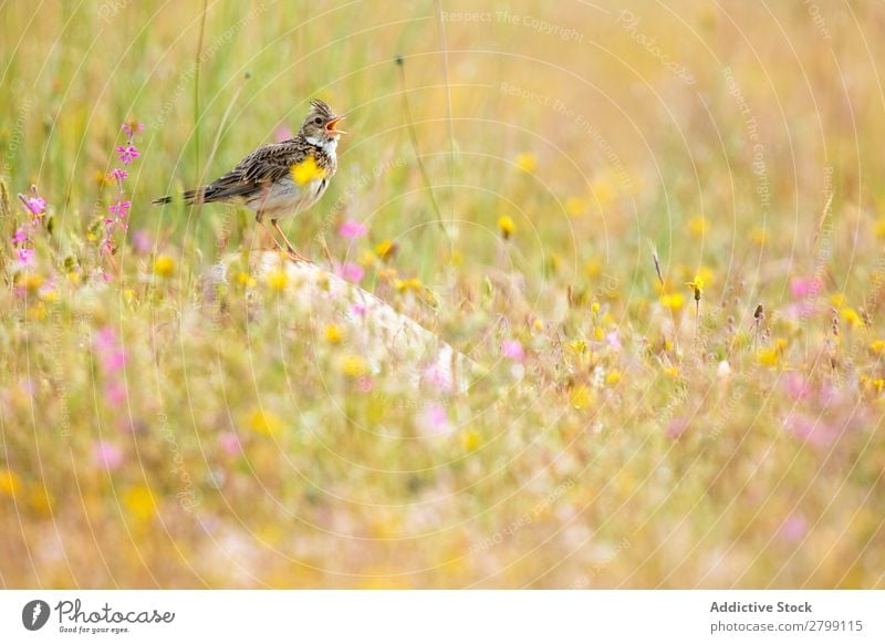 Wildhaubenlerchenvogel auf Felsen zwischen den Pflanzen Vogel wild belena lagune Haubenlerche Guadalajara Spanien Gras Ast gelb grün Wetter Natur Tier Tierwelt