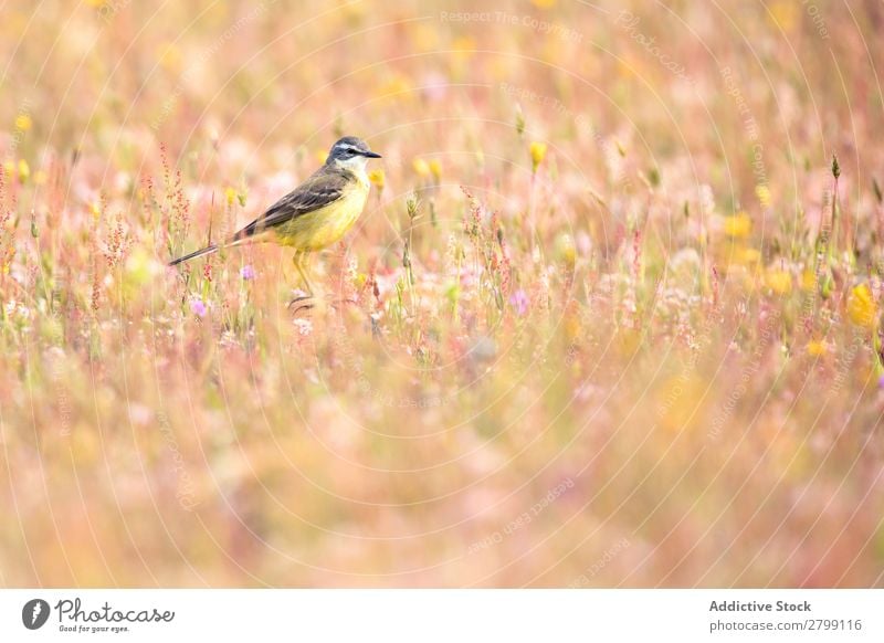 Wildvogel auf Zweig zwischen den Pflanzen Vogel wild belena lagune Guadalajara Spanien Gras Ast gelb grün Wetter Natur Tier Tierwelt Schnabel Landschaft Fauna