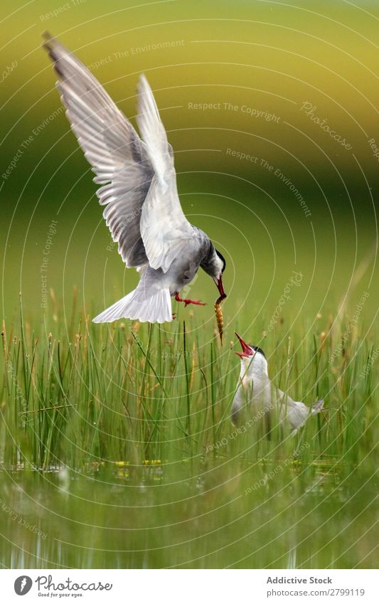 Wildvogel mit fressen im Schnabel auf Gras Vogel wild Essen belena lagune Guadalajara Spanien bringend Fressen Lebensmittel weiß grün Wetter Natur Tier Tierwelt