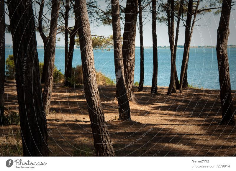 Zikadenwohnheim Umwelt Natur Landschaft Erde Sand Wasser Himmel Sonnenlicht Sommer Klima Schönes Wetter Wärme Baum Küste See blau braun Pinie pinienwald Wald