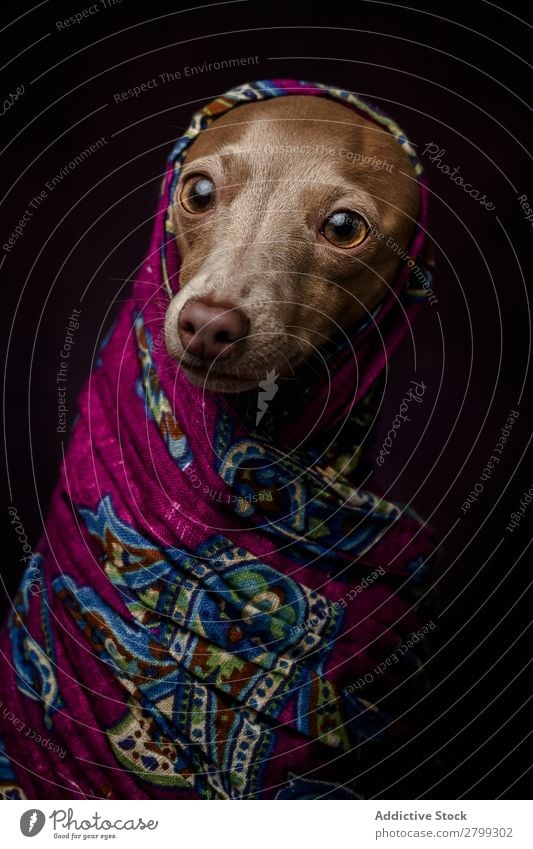 Italienischer Windhundhund mit arabischem Hijab dunkel Kostüm Freundschaft Porträt Fröhlichkeit Niqab Freundlichkeit Hund lustig Kunst Galgo Glück braun Tier