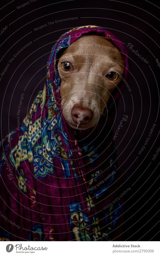 Italienischer Windhundhund mit arabischem Hijab dunkel Kostüm Freundschaft Porträt Fröhlichkeit Niqab Freundlichkeit Hund lustig Kunst Galgo Glück braun Tier