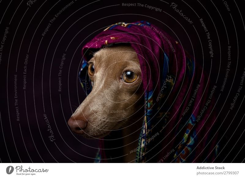 Italienischer Windhundhund mit arabischem Hijab dunkel Kostüm Freundschaft Porträt Fröhlichkeit Niqab Freundlichkeit Hund lustig Kunst Galgo Glück braun Tier