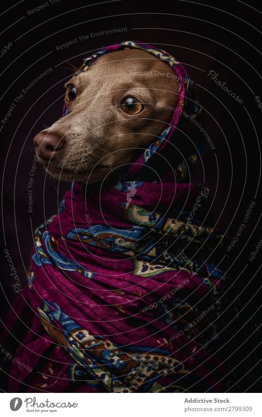 Italienischer Windhundhund mit arabischem Hijab dunkel Kostüm Freundschaft Porträt Fröhlichkeit Niqab Freundlichkeit Hund lustig Kunst Galgo Glück braun Tier