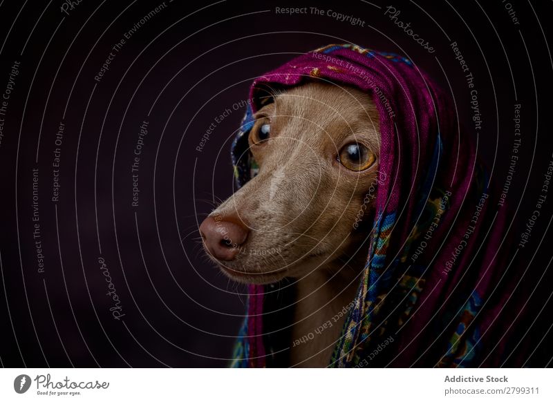 Italienischer Windhundhund mit arabischem Hijab dunkel Kostüm Freundschaft Porträt Fröhlichkeit Niqab Freundlichkeit Hund lustig Kunst Galgo Glück braun Tier