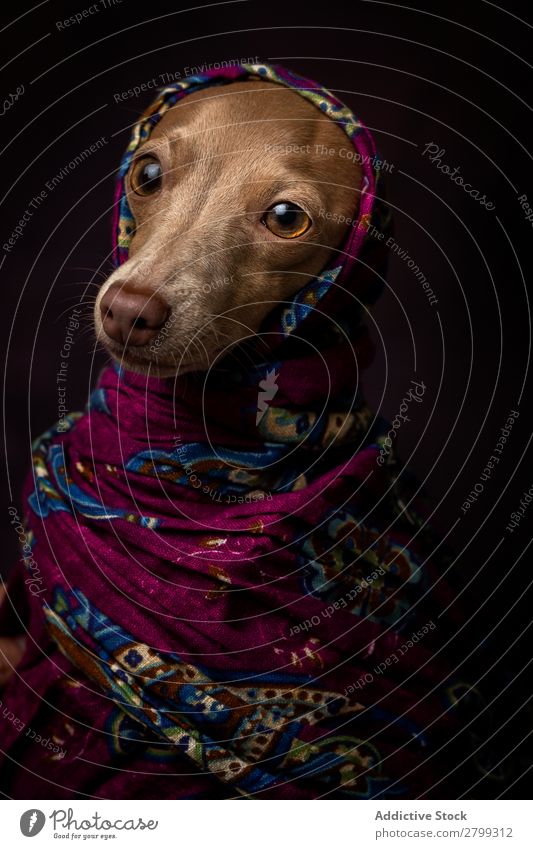 Italienischer Windhundhund mit arabischem Hijab dunkel Kostüm Freundschaft Porträt Fröhlichkeit Niqab Freundlichkeit Hund lustig Kunst Galgo Glück braun Tier