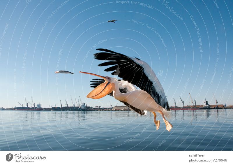 uuuuund Haps! Landschaft Tier Wildtier Vogel Fisch fangen fliegen füttern schnappen flattern Pelikan Hering Hafen Kran Treffer Glück Walvisbay Namibia Farbfoto