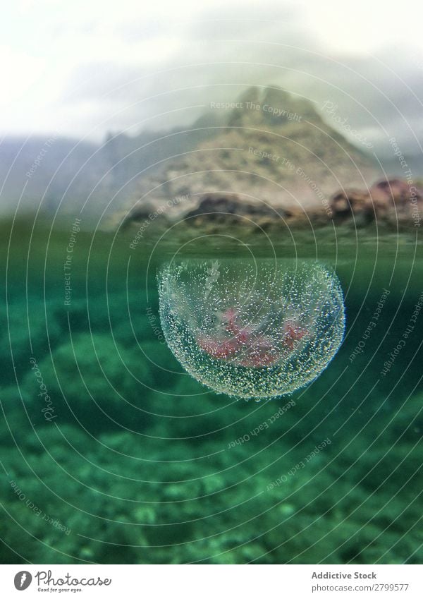 Nahaufnahme von Quallen unter Wasser in der Natur Unterwasseraufnahme Luftblase wild anschaulich durchsichtig blau marin Meer Ferien & Urlaub & Reisen Leben