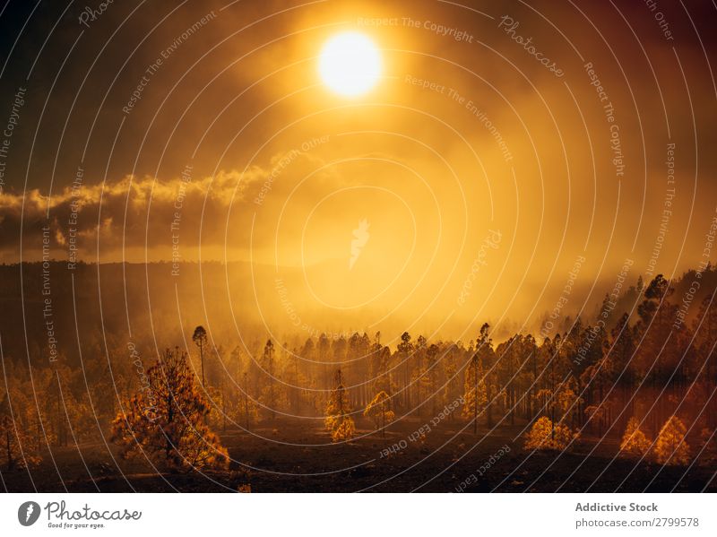 Brennende Wälder in hellem Sonnenlicht Wald brennend Rauch Gold Flamme Panorama (Bildformat) Risiko Umwelt heizen Baum Himmel Feuer Tod ökologisch Natur